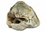 Fossil Woolly Rhino (Coelodonta) Tooth - Siberia #370972-1